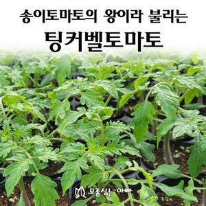 [모종심는아빠] 고당도 송이토마토의 왕이라 불리는 팅커벨