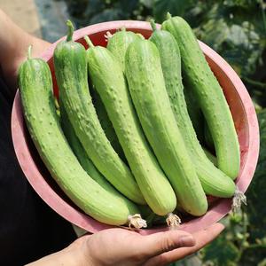 당일작업 국내산 백다다기오이 2kg