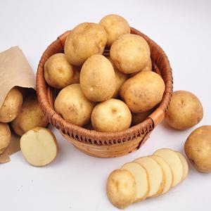 24년수확 포슬포슬 햇감자 10kg / 사이즈 선별 / 중과 / 대과 / 특과 / 왕특 / 영양만점!!