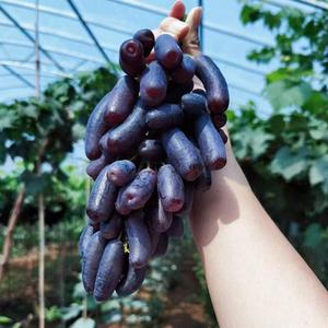 탕후루용 씨없는 블랙사파이어 가지포도 18-22브릭스 800g