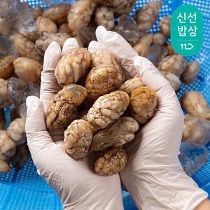 경남 진동 당일조업 오만둥이 오만디 1kg/2kg