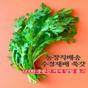 수경재배 당일수확 쑥갓 1,2,4kg [원산지 - 경남 고성]