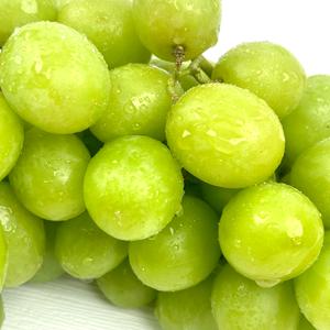 어텀크리스피 오톰크리스피 애플청포도 씨없는 상큼한 포도 1.6kg