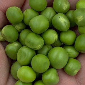 완두콩 국산 햇 완두콩 제철 햇콩 껍질콩 1kg 2kg