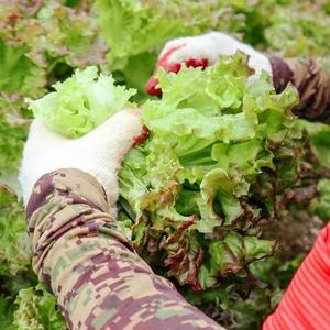 [오늘의채소] 부드러운 노지 포기상추 1kg