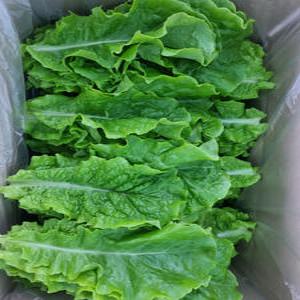 [쌈바쌈바] 산지 청상추 1,2,4kg[국산:경남고성군]