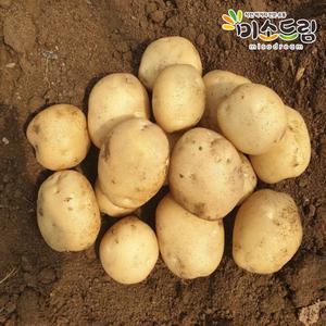 [6/24 순차입고][미소드림] 두백감자 10kg 왕(180g이상)