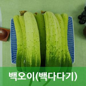 오이 백오이 백다다기 특 2kg 야채맘