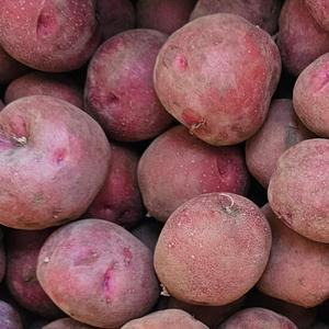 촉촉하고 달달한 카스테라 홍감자 특 3kg