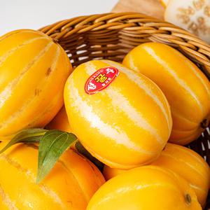 10kg 당일수확 성주 고당도 참외 꿀참외 당도선별 못난이 가정용