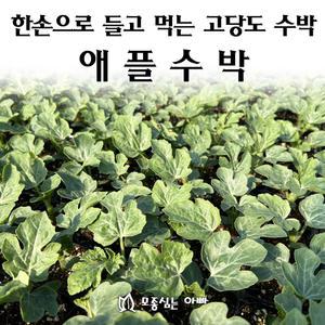 [모종심는아빠] 한손으로 들고 먹는 고당도 애플수박 모종