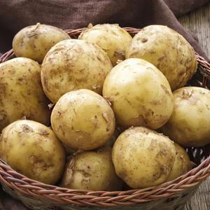 [감자]남도 수미감자 5kg(왕특_180~280g내외)