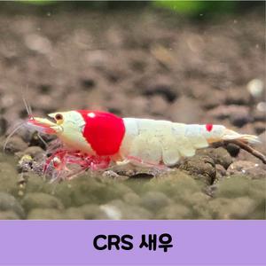 레드비 CRS새우 애완 관상용 모스라급 비쉬림프10+1마리(서비스)