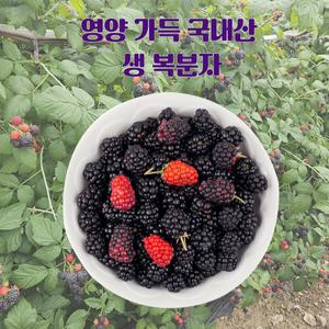 국내산 고창 생 햇 토종 슈퍼 복분자 열매 냉동 급냉 생과 블랙베리 과일