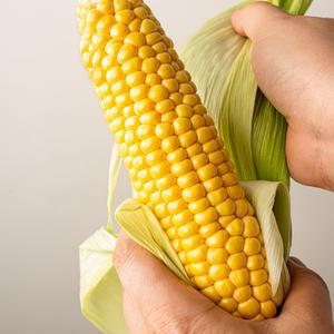 NS팜 국내산 제주 초당옥수수 중품 특품 특상품 고품질 당일수확 간편조리 구이용 찜용