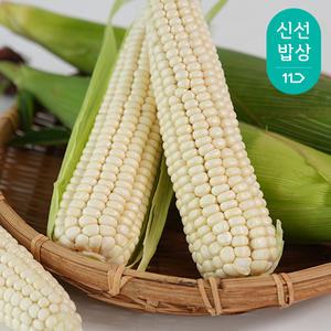 [품질보장] 남도 햇 찰옥수수 20개 특품 14cm 이상