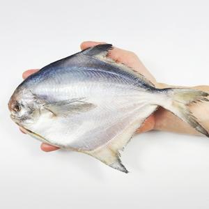 국내산 여수 병어 특대형 5마리 1.2kg 내외