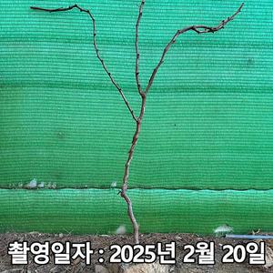 포도나무 / 거봉 / 4~5년생 / 분