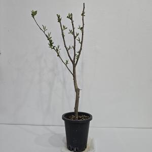 왕보리수나무 삽목1년생 화분묘
