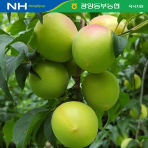 [광양동부농협] 남고매실 홍매실 10kg M-2L사이즈