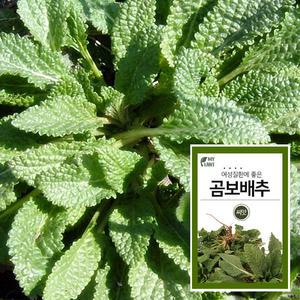 마이플랜트 곰보배추 채소 재배 씨앗 베란다 텃밭 가꾸기