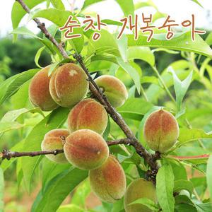 순창 개복숭아 돌복숭아 5kg 10kg 옵션선택 효소용