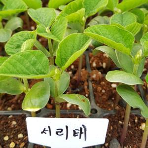 [모종모종]서리태 콩 검정콩 (1개 한번주문하시면 2개입니다)