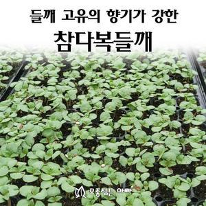 [모종심는아빠] 들깨 고유의 향기가 강한 참다복 들깨모종 128구(들기름용)(트레이한판)