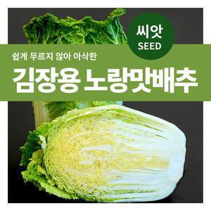 김장용노랑맛배추 씨앗 1000립