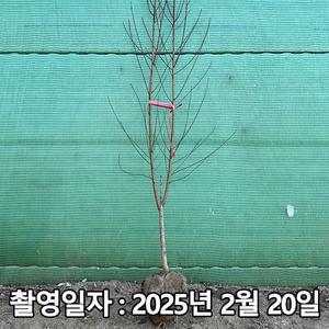 [나무생각]착한가격 나무생각 / 개복숭아 / 3년생 / 개화주