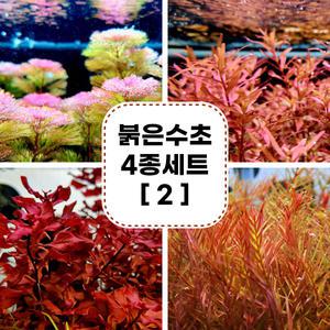 붉은수초 4종세트 2/수초/전경/중경/후경/포인트