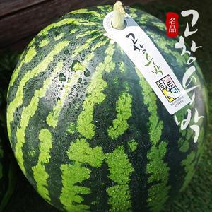 [프레시데이][고창특산물] 명품 고창 수박 로얄특대과 10kg미만 (선물용)