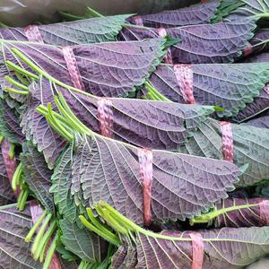 깻잎 곡성 묶음깻잎 2kg (100묶음,1,000장~1,200장) 박스