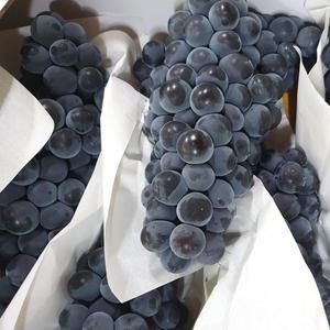 고당도 제철 캠벨포도 1~3kg 프리미엄 특등급 상주 모동 모서 봉지 노지 하우스 김천포도