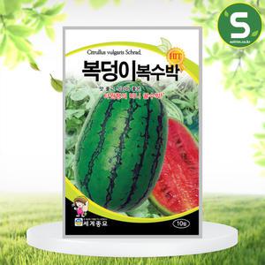 복덩이복수박 10립 수박씨앗 타원형 미니 꿀수박