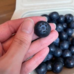 생블루베리 고당도 햇블루베리 10팩(100G*10팩)1KG 1박스
