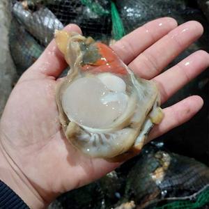 껍질제거 생물 키조개 1kg