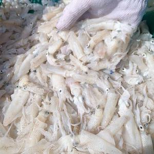 국내산 호래기 500g 꼴뚜기 호레기 (냉동)