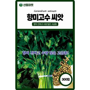 산들마켓 향미고수 씨앗 300립 향이 진하고 수량 많은 고급 품종 종자
