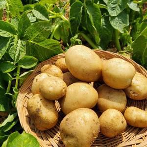 산지발송 해남 국내산 대서 감자 소~왕특 3kg~5kg