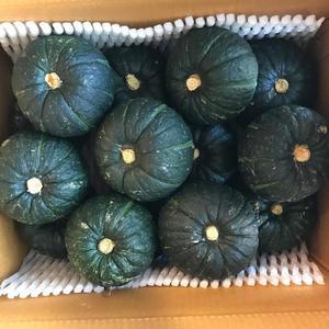 제주 보우짱 미니 밤호박 단호박 로얄과 3kg