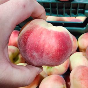 경북 햇 반납작 대극천 복숭아 1KG (10과 내외)