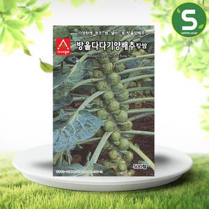 방울양배추씨앗 500립 방울다다기킹쌈 가정원예 쌈용