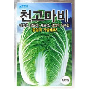 천고마비배추 1000립 농우 25년 김장배추씨앗 김장씨앗