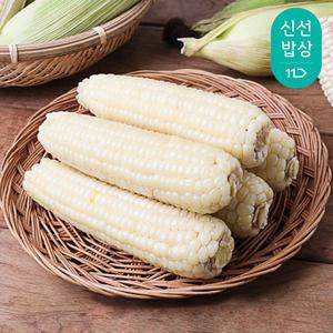[품질보장] 국내산 찰옥수수 10개 15개 20개 특품 14cm이상