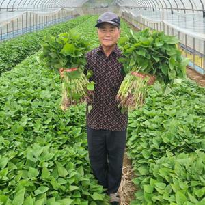 [해남미소] 은혜농장 꿀고구마 모종 5kg
