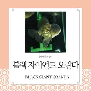 블랙 자이언트 오란다 1마리 말그대로 자이언트 까망이 금붕어 관상용 열대어 어항 수족관 생먹이자루