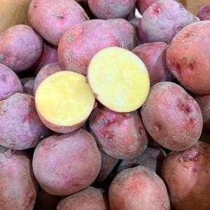 포미식탁 노지 홍감자 S사이즈 (대) 10kg