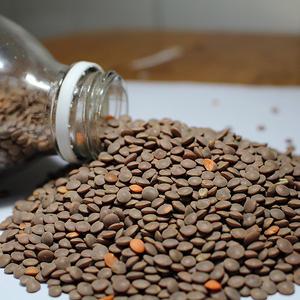 2024년산 캐나다산 브라운렌틸콩 4kg(2kg+2kg) 렌즈콩