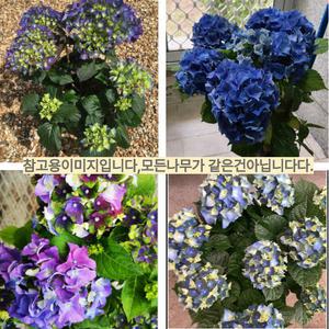 신품종 유럽수국 정원수국( 마타하리 )4치 장포트묘